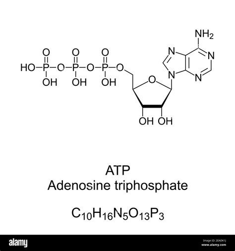 Adenosine triphosphate .